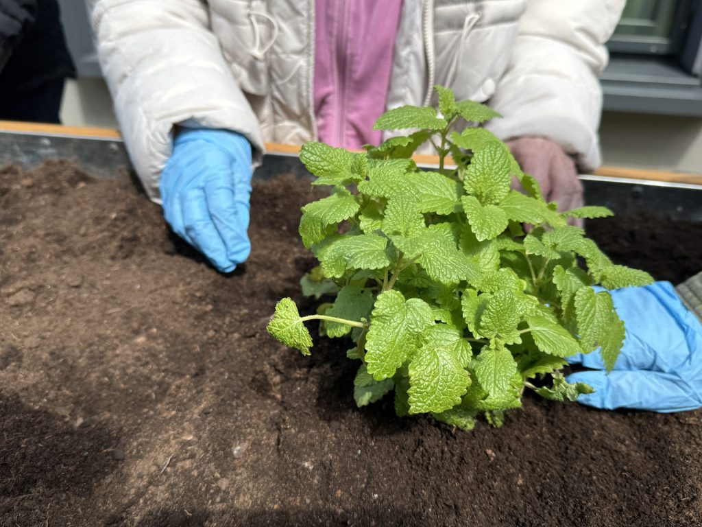 Osoba w rękawiczkach ogrodowych sadzi zieloną roślinę w podwyższonej grządce z ziemią podczas zajęć ogrodniczych przy ośrodku rehabilitacyjnym.